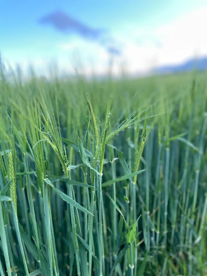 Ferienwohnungen Lausbuben & Zicken - Im Gruenen Herzen Deutschlands Herleshausen Exteriér fotografie